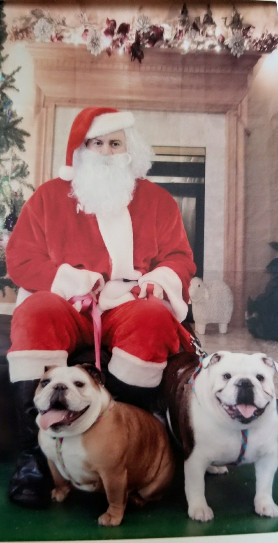 Holiday pet photos